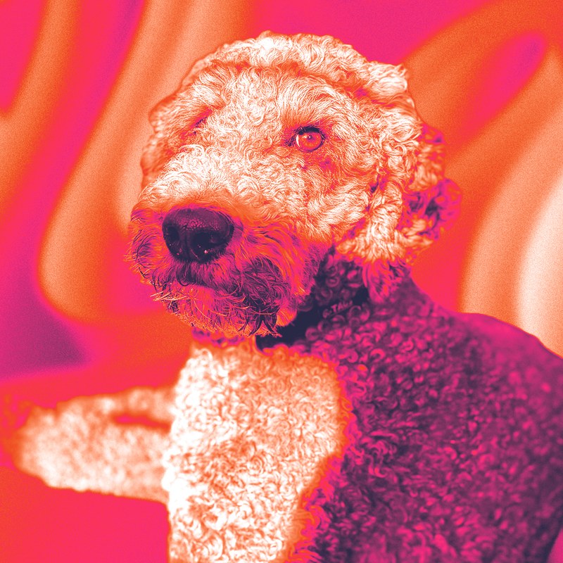 Hershal the poodle