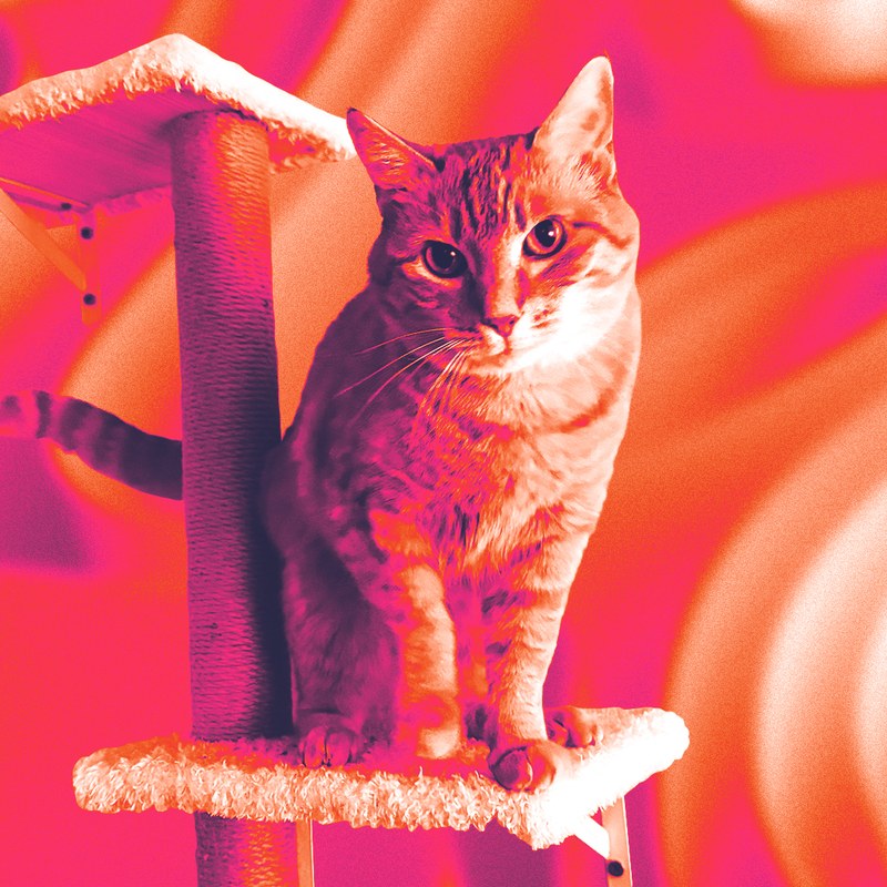 Peach the cat perched on a cat tree