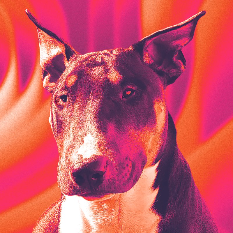 Eames the bull terrier