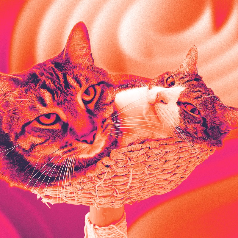 Lenny and Rufus the cats sharing a basket