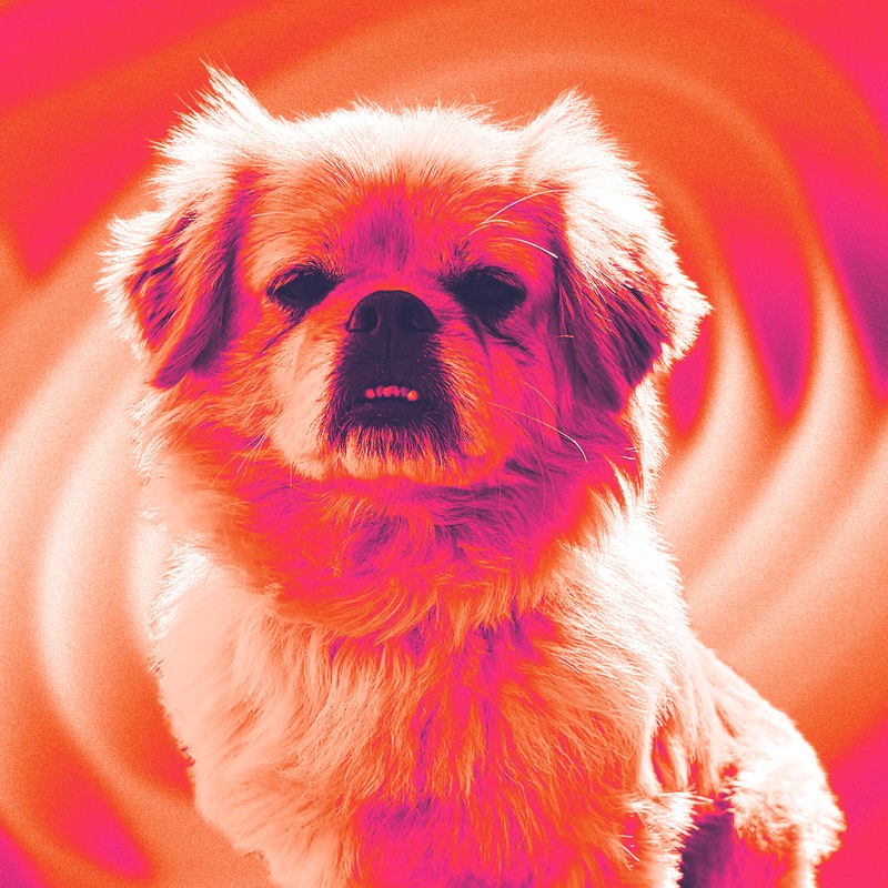 A fluffy little dog mid-bark